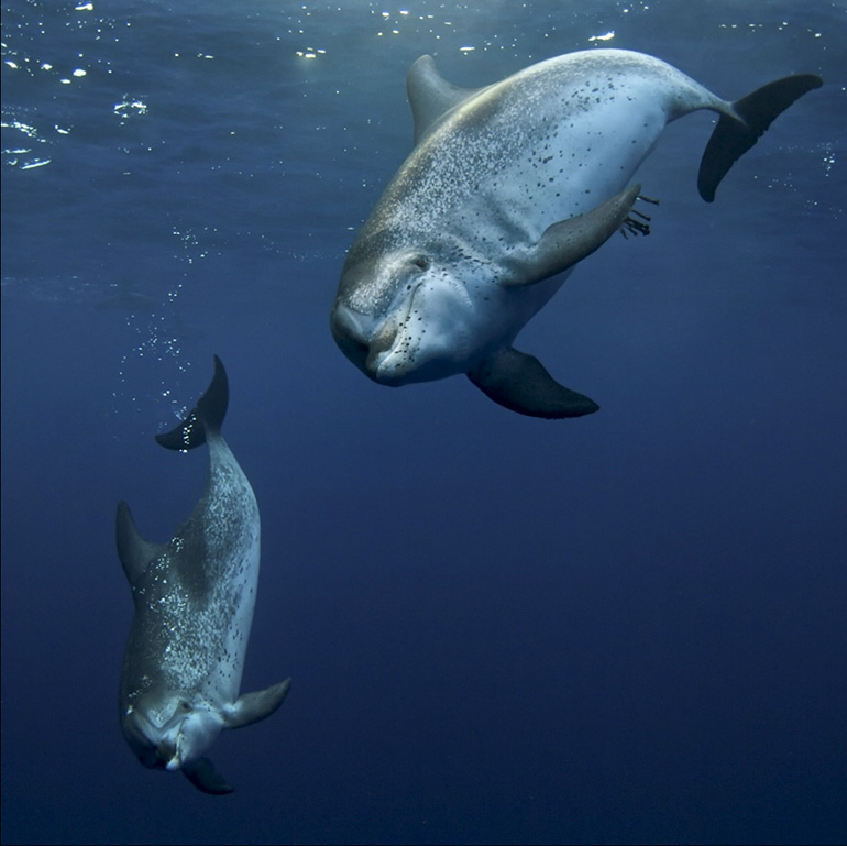 Spotted dolphins - Photo by Jan Reyniers