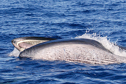 Programma speciale Giganti del Mare a Pico