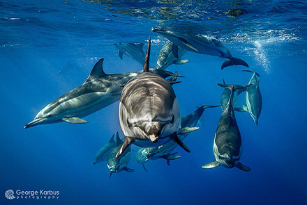 Schwimmen mit Delfinen