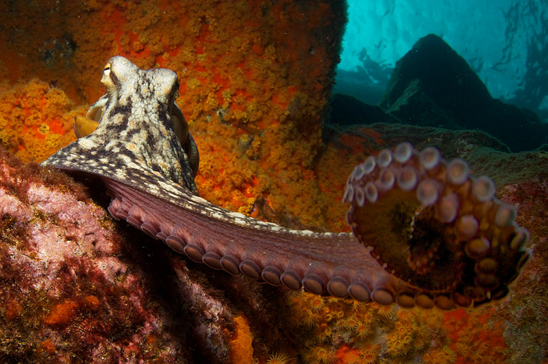 Diving Pico Island - Photo by Jan Reyniers