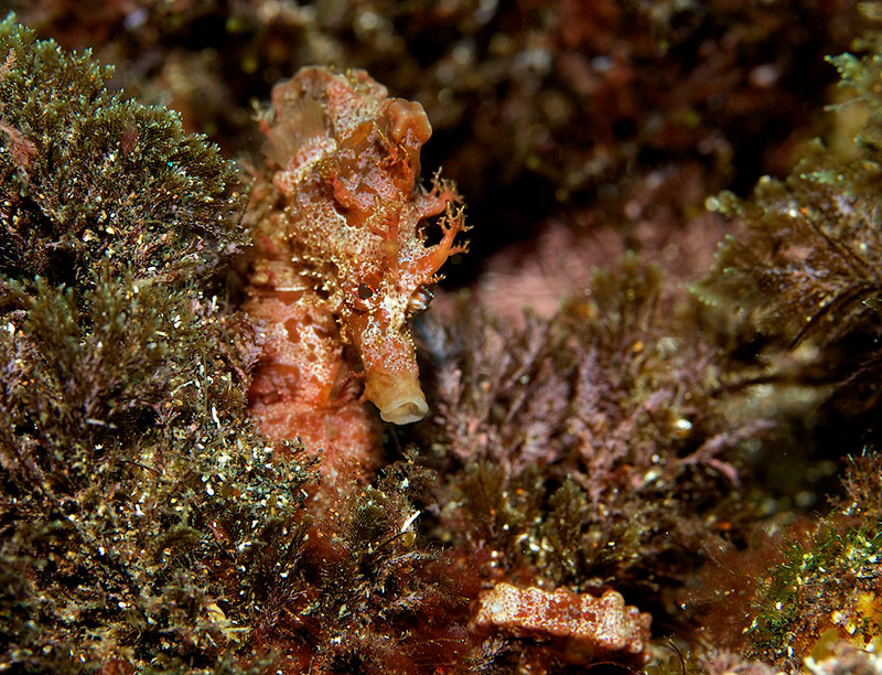 Seahorse - Photo by Jan Reyniers