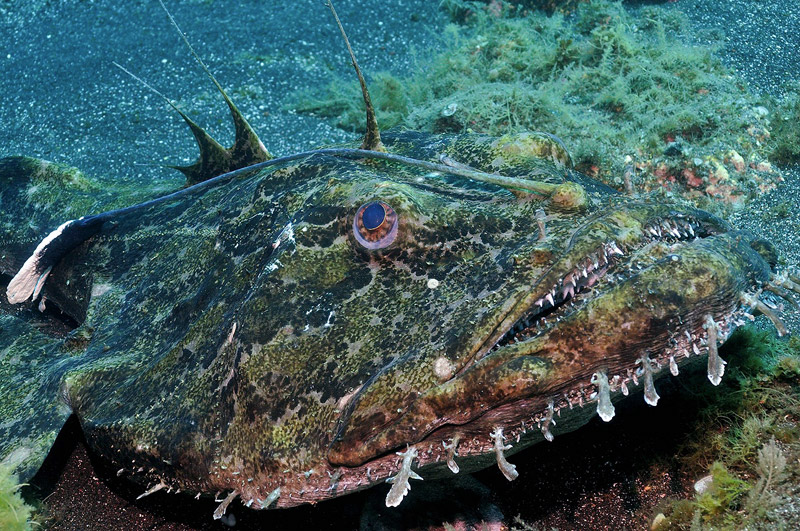 Rana pescatrice - Foto di Justin Hart