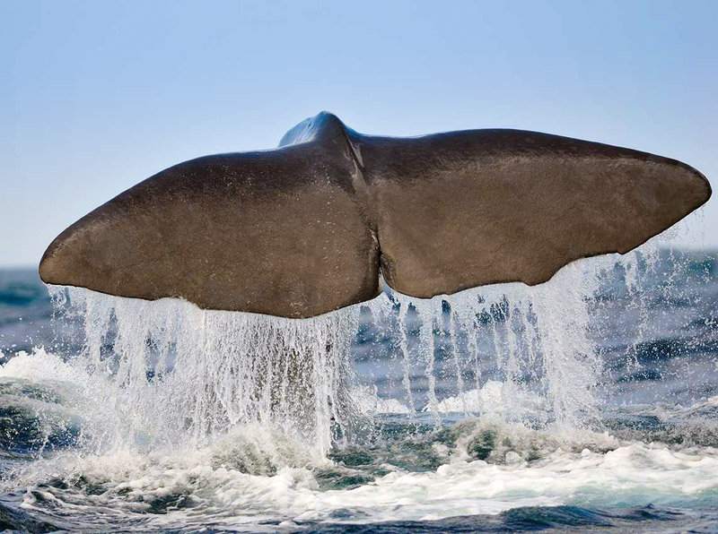 SPottwal beim Fluken - Foto von Justin Hart