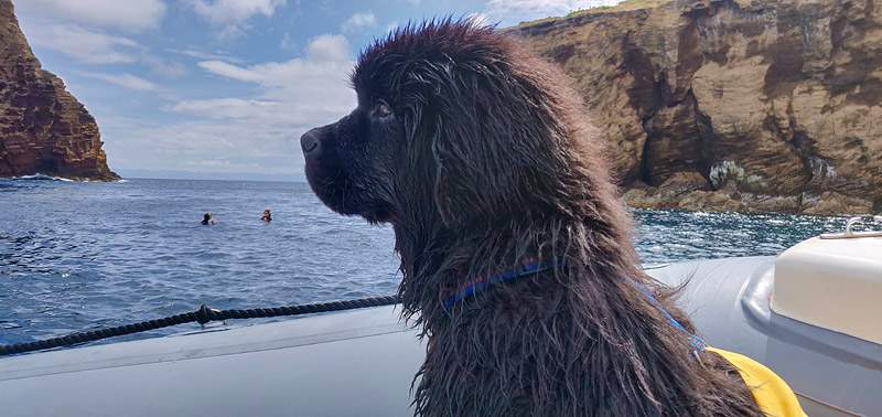 Vika the Newfie after her training