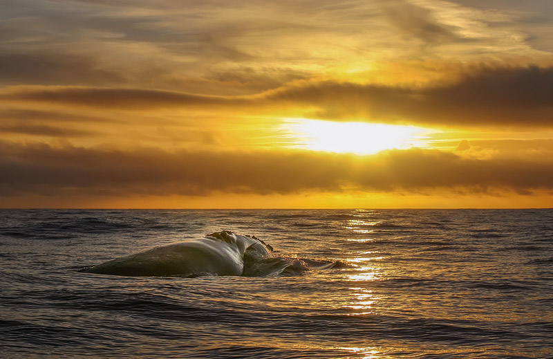 Extraordinary sighting of a North Atlantic right whale - Photo by Enrico Villa