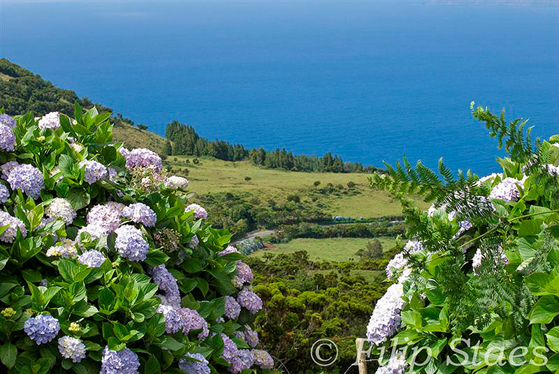 Hydrangeas of Pico - Photo by Filip Staes