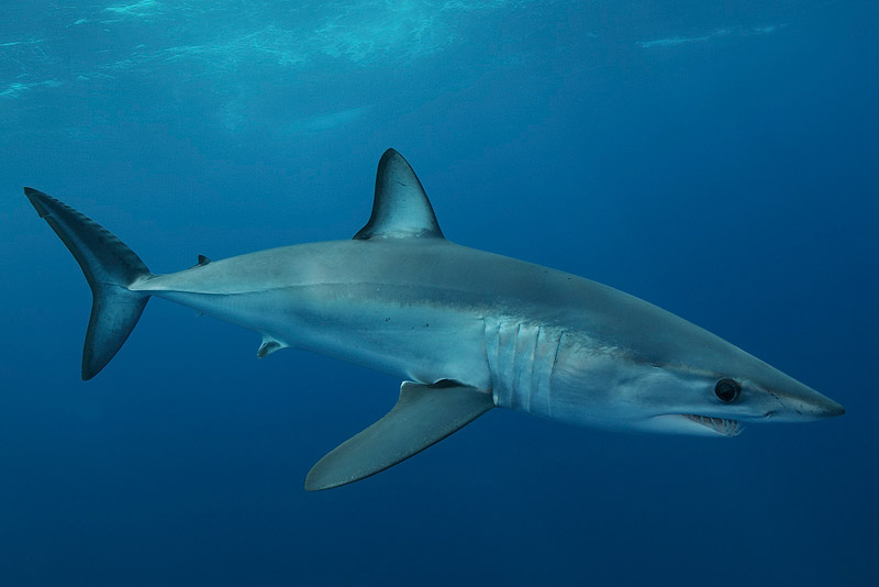 Il Mako a Pico - Foto di Jan Reyniers